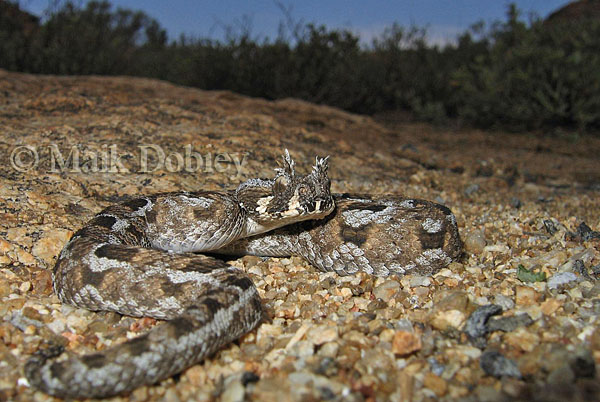 Bitis cornuta, Springbok, South Africa, Maik Dobiey2 copia.jpg [113 Kb]